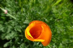 Papaveroideae