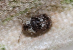 Trichodesma cristata