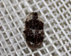 Trichodesma cristata