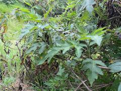 Ambrosia arborescens