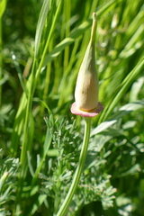 Papaveroideae