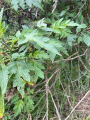 Ambrosia arborescens