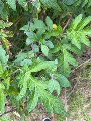Ambrosia arborescens