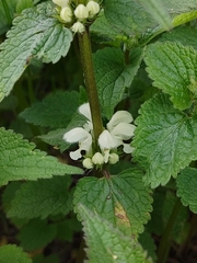 Lamium album