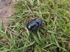 Geotrupes stercorarius