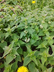 Lamium album