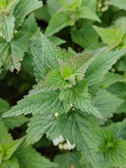 Lamium album