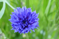 Angiospermae