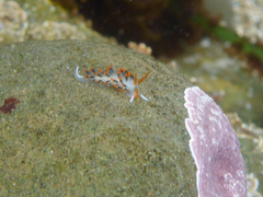 Diaphoreolis lagunae