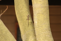 Urosaurus bicarinatus