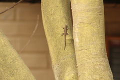 Urosaurus bicarinatus