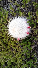 Mammillaria dixanthocentron