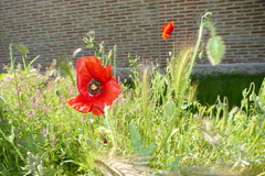 Papaver rhoeas