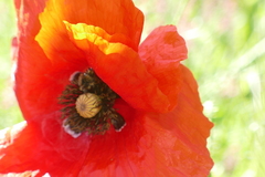 Papaver rhoeas