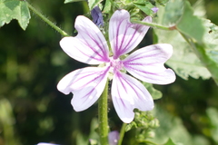 Malva sylvestris