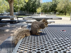 Sciurus niger