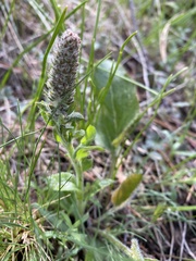 Veronica wyomingensis