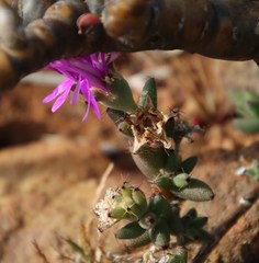 Trichodiadema setuliferum