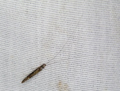 Leptocerus americanus