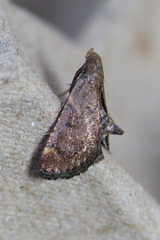 Hypsopygia phoezalis