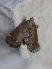 Hypsopygia phoezalis