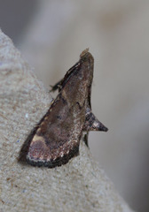 Hypsopygia phoezalis