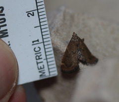 Hypsopygia phoezalis