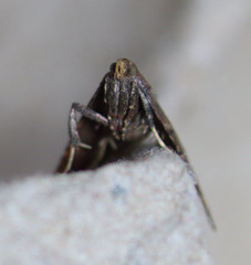 Hypsopygia phoezalis