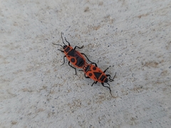 Pyrrhocoris apterus