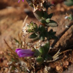 Trichodiadema setuliferum