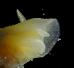 Cariopsilla pharpa