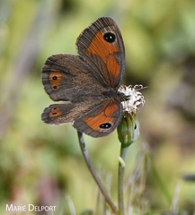 Pseudonympha magoides