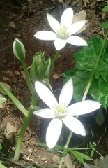 Ornithogalum baeticum