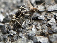 Salticus scenicus