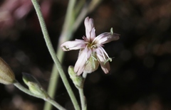 Silene verecunda