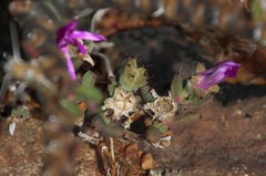 Trichodiadema setuliferum