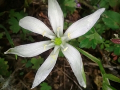 Ornithogalum baeticum