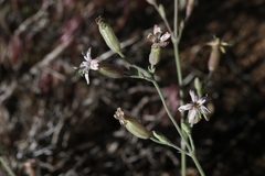 Silene verecunda