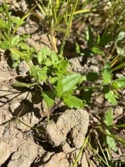 Enydra sessilis