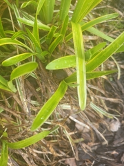 Asparagus falcatus