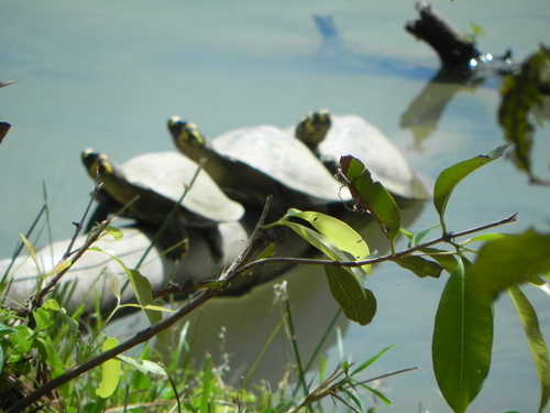 Yellow-headed Sideneck