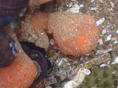 Metandrocarpa taylori