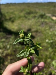 Enydra sessilis