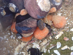 Metandrocarpa taylori