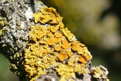 Xanthoria parietina
