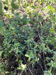 Enydra sessilis