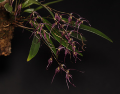 Pleurothallis tenuisepala