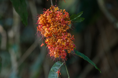 Saraca asoca