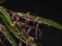 Pleurothallis tenuisepala