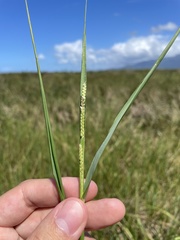 Setaria geminata